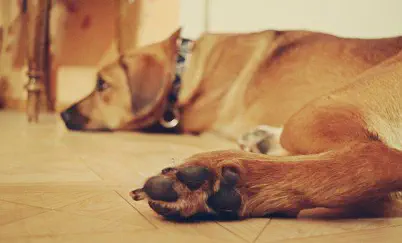 Foto,Hund liegt auf dem Boden im Wohnzimmer