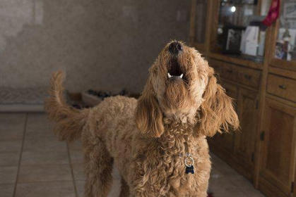 Mietminderung wegen Hundegebell